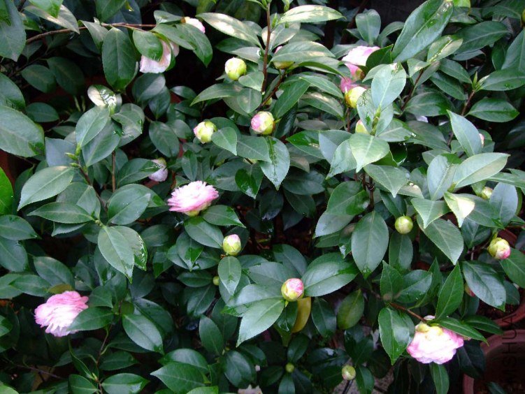 ������(δʢ��) 2012-4-5f 062.jpg