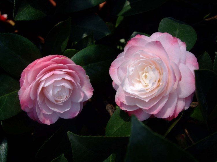 ������ 2012-4-5f 023.jpg