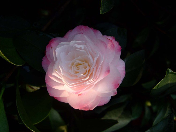 ������ 2012-4-5f 052.jpg