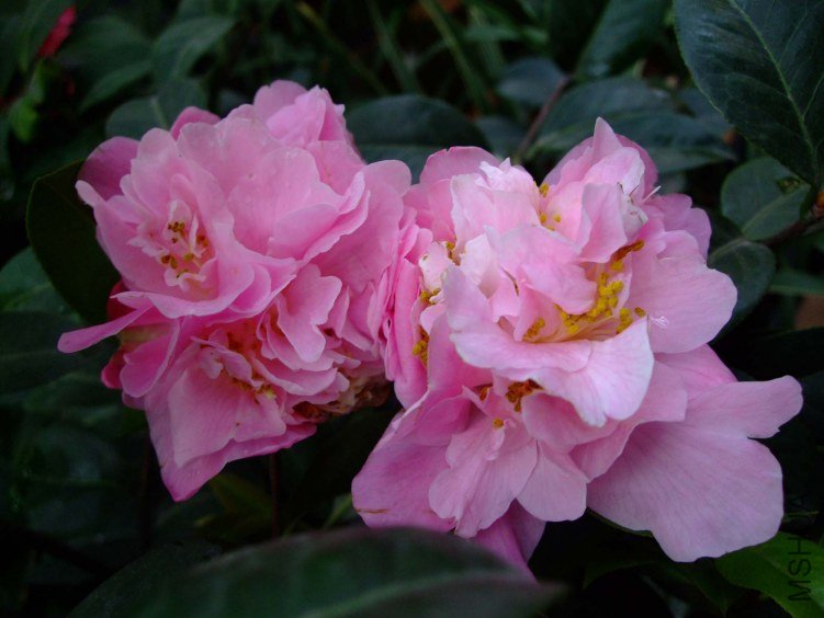 Ī������ 2012-4-5f 082.jpg