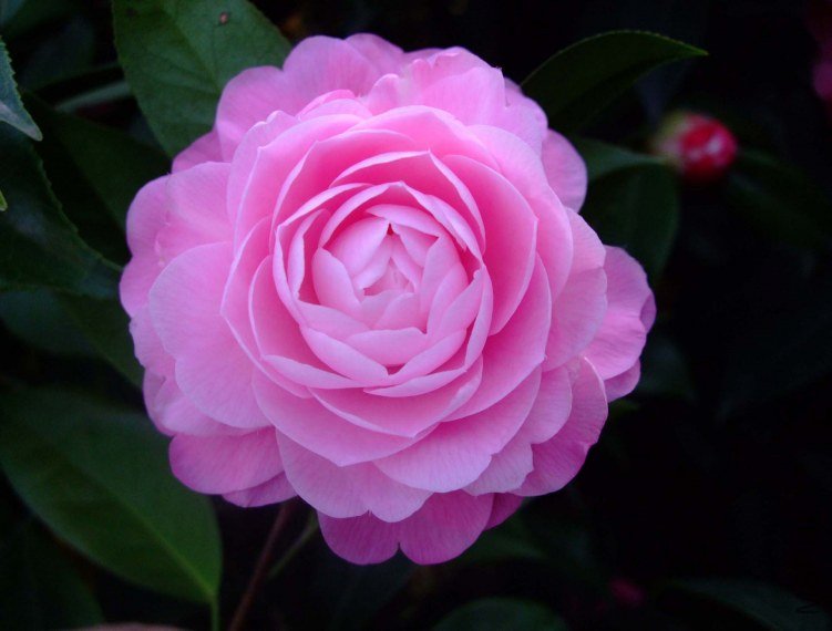 ��Ħ�� 2012-4-5f 008.jpg
