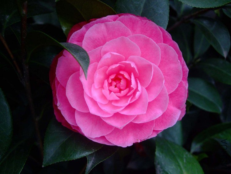 �ղ��� 2012-4-5f 015.jpg