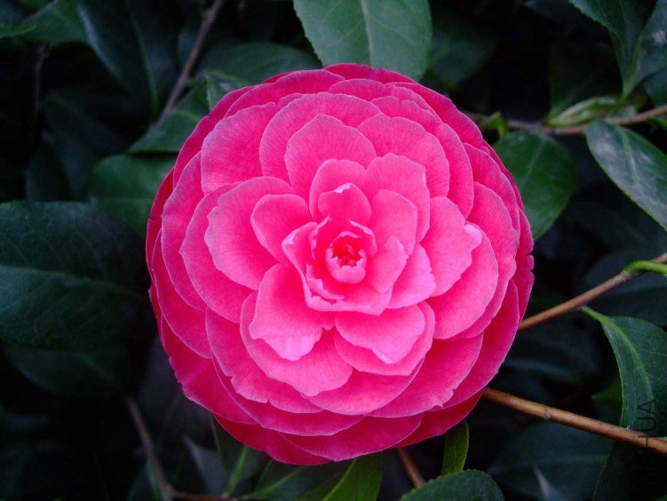 �ղ��� 2012-4-5f 014.jpg