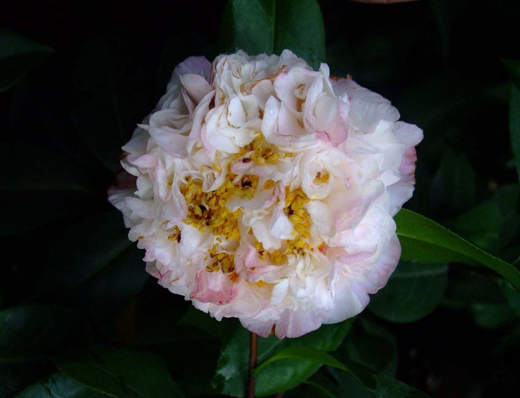 ���ж� 2012-4-5f 051.jpg