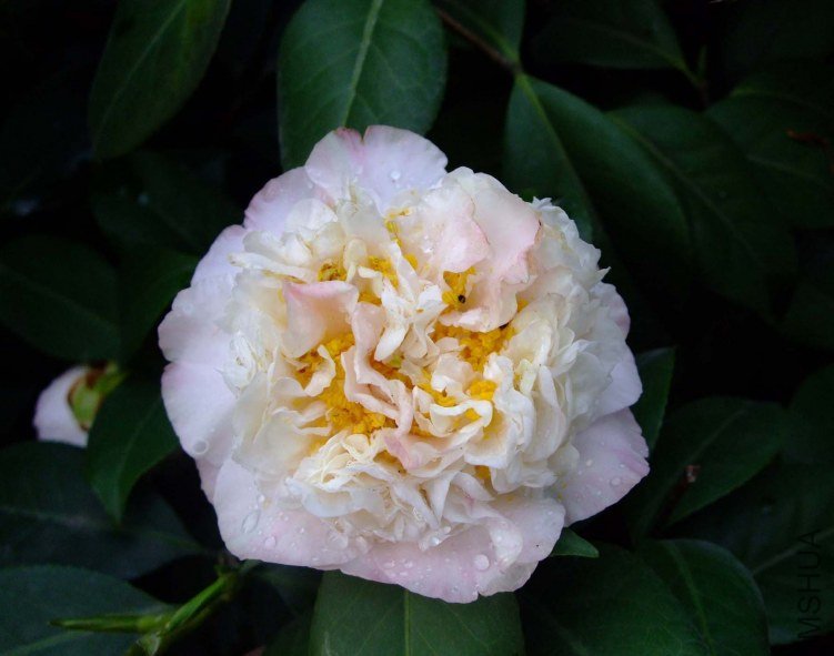 ���ж� 2012-4-5f 077.jpg