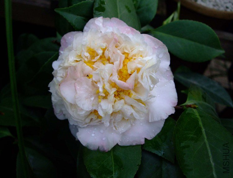 ���ж� 2012-4-5f 050.jpg