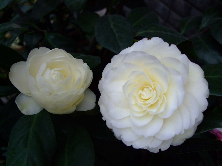�ƴ� 2012-4-5f 066.jpg