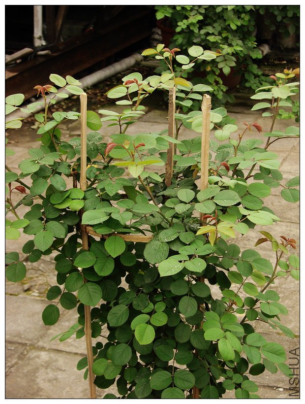 ղķ˹���� (1).jpg