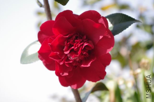 ������С IMGP0403.JPG