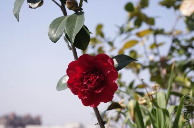 ������С IMGP0404.JPG