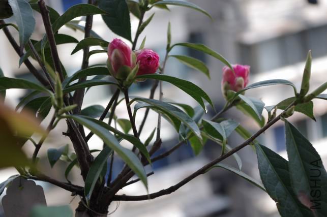 ������С IMGP0401.JPG