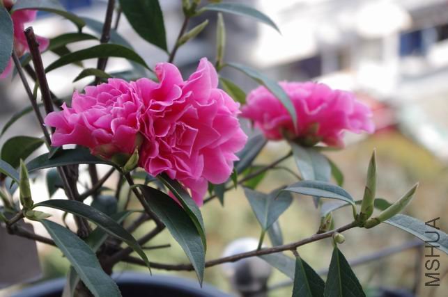 ������С IMGP0413.JPG