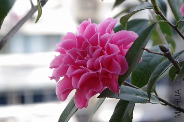 ������С IMGP0410.JPG