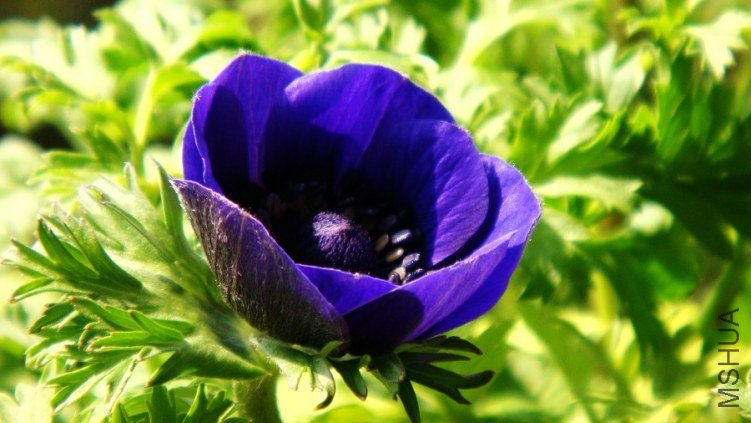 Anemone coronaria Mr.Fokker ����������ŷ����������.JPG