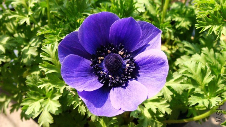 Anemone coronaria Mr.Fokker ����������ŷ���������� (1).JPG