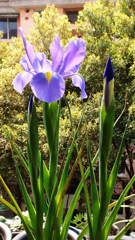 Dutch Iris Professor Blauw ����β.���ʽ��� (1).JPG