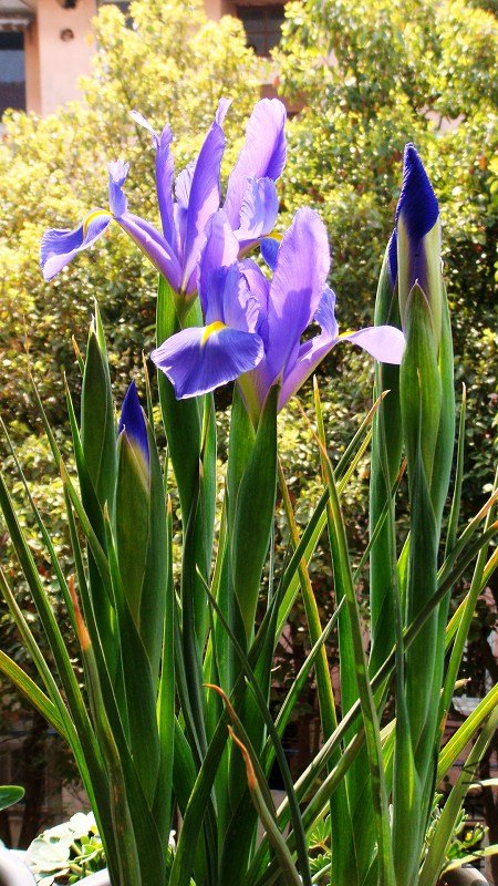 Dutch Iris Professor Blauw ����β.���ʽ��� (2).JPG