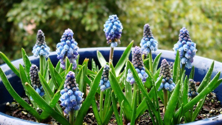 Muscari ���ѷ�����.JPG