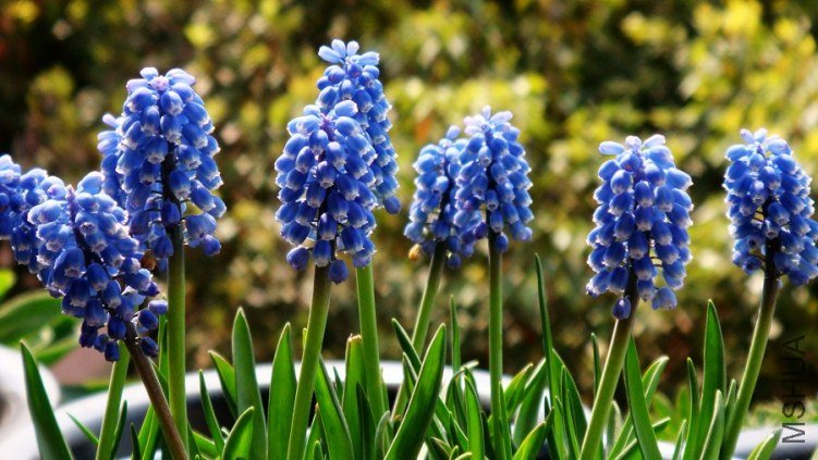 Muscari ���ѷ����� (4).JPG