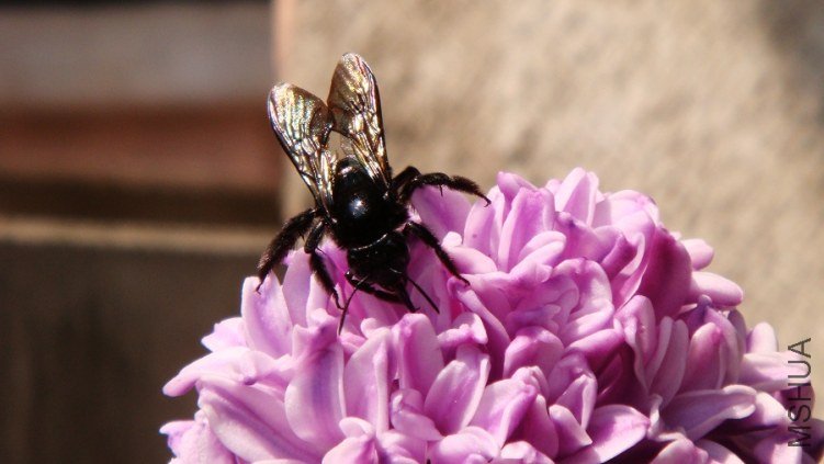 Hyacinthus ������.JPG