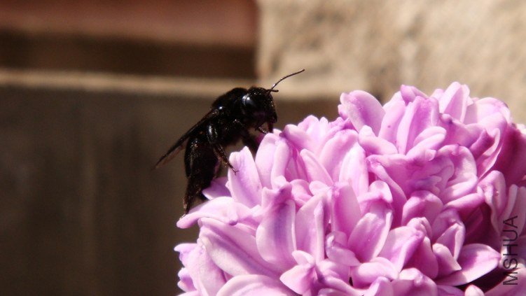 Hyacinthus ������ (1).JPG