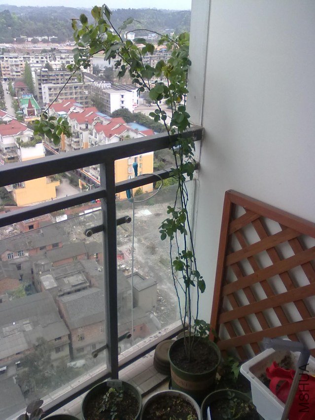 20120406088.jpg