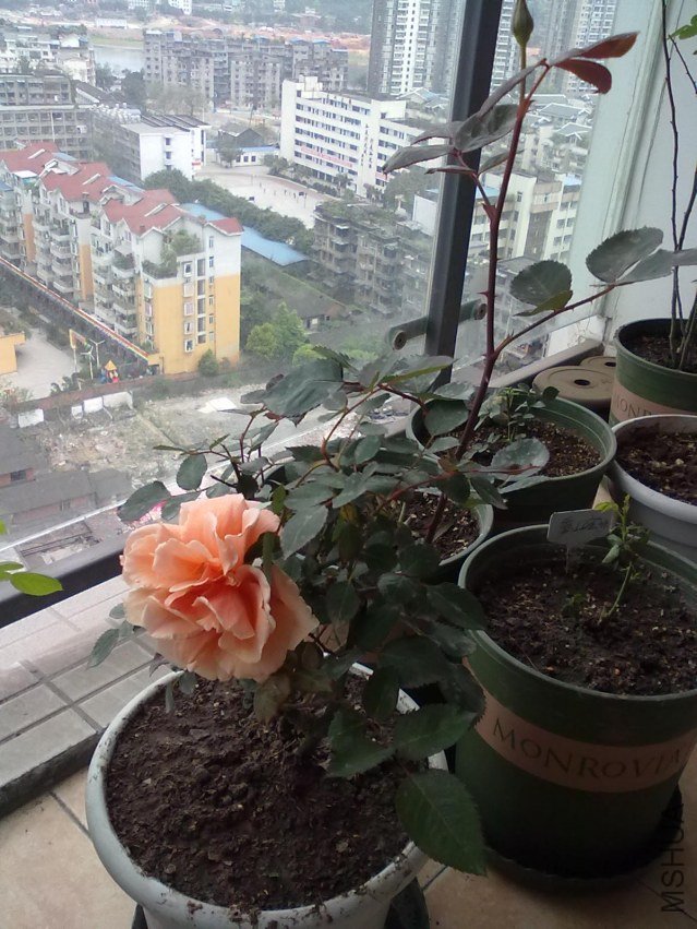 20120406087.jpg