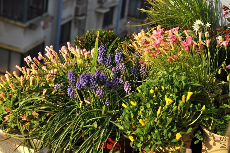 DSC_3097.jpg