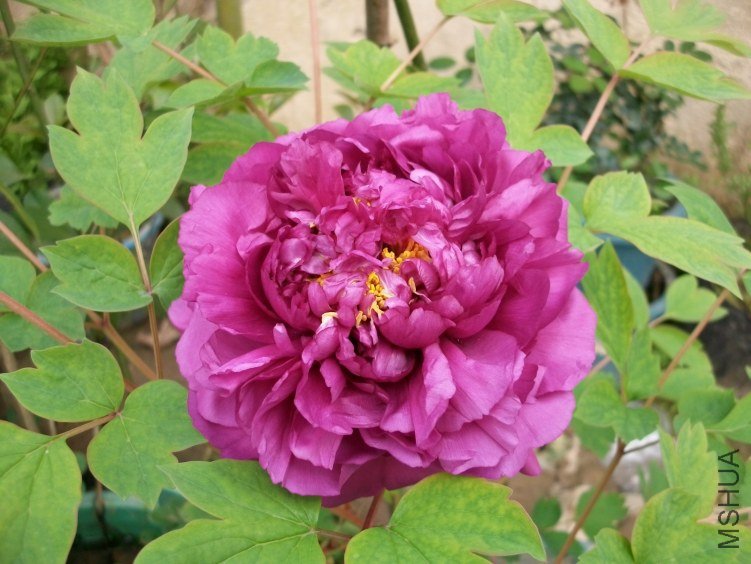 ALIM1274.JPG