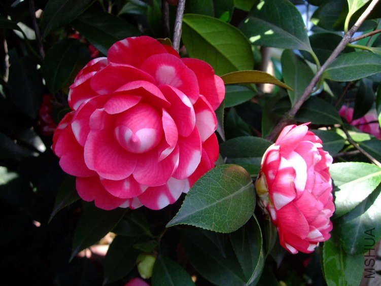 ������ 2012-4-6f 053.jpg