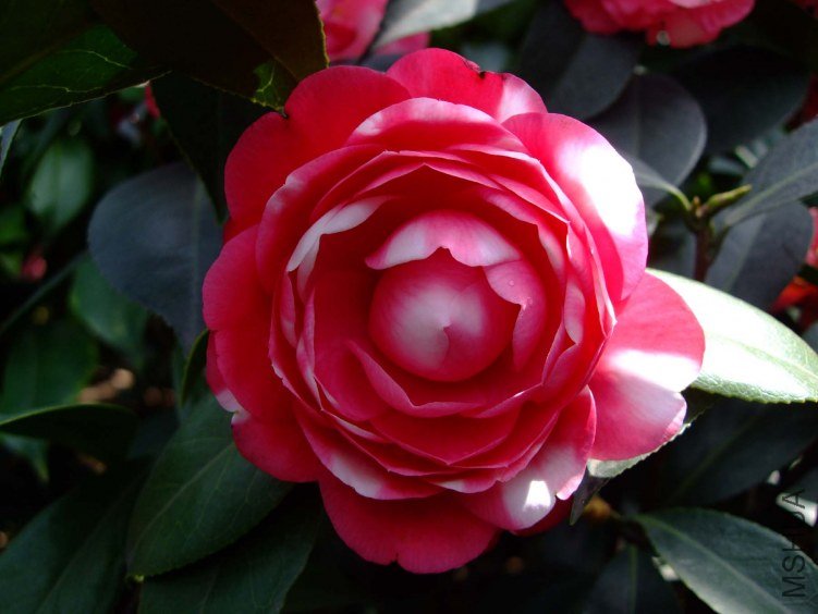 ������ 2012-4-6f 061.jpg