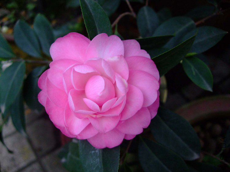 ��Ħ�� 2012-4-6f 009.jpg