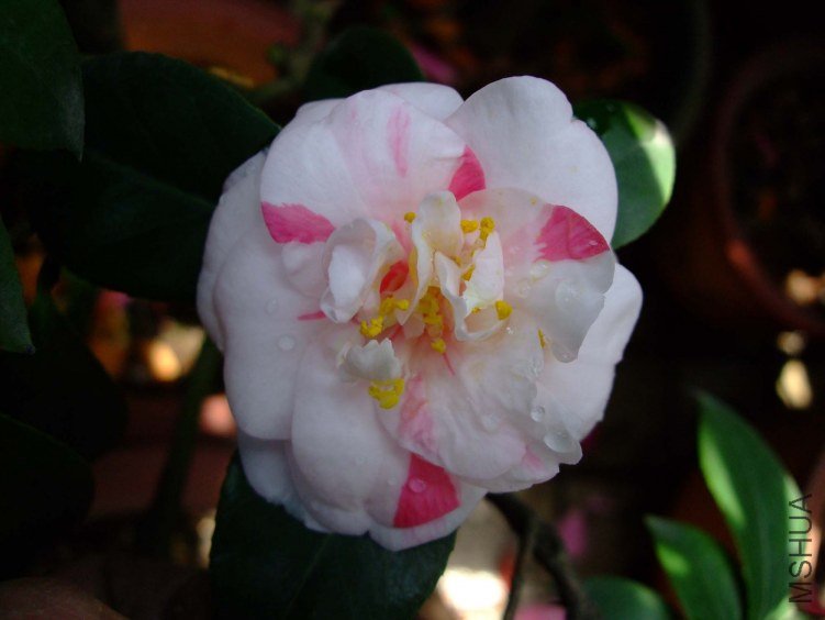 ��ʮ���� 2012-4-6f 067.jpg