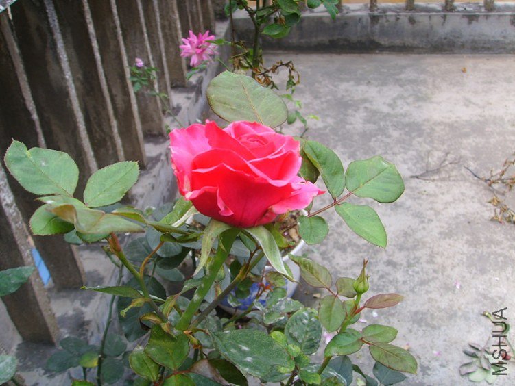 ssl27135_����.jpg