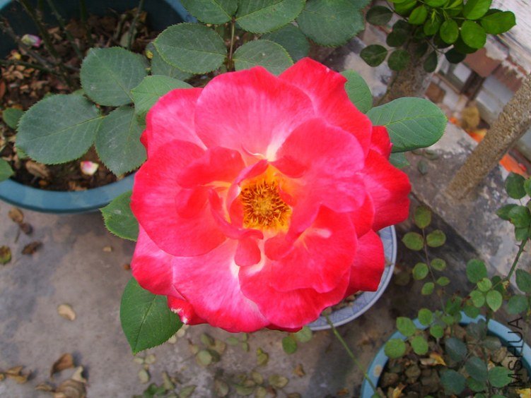ssl27143_����.jpg