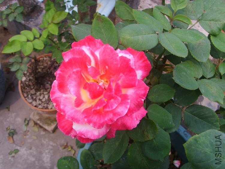 ssl27144_����.jpg