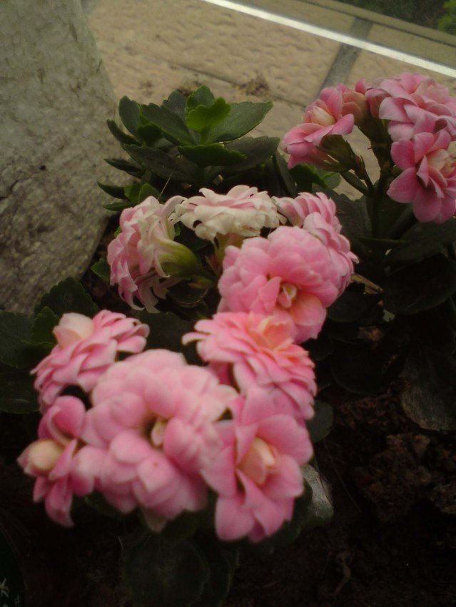DSC01111.JPG