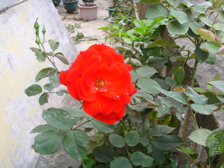 ssl27158_����.jpg