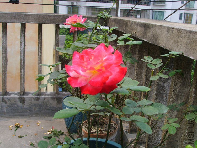 ssl27167_����.jpg