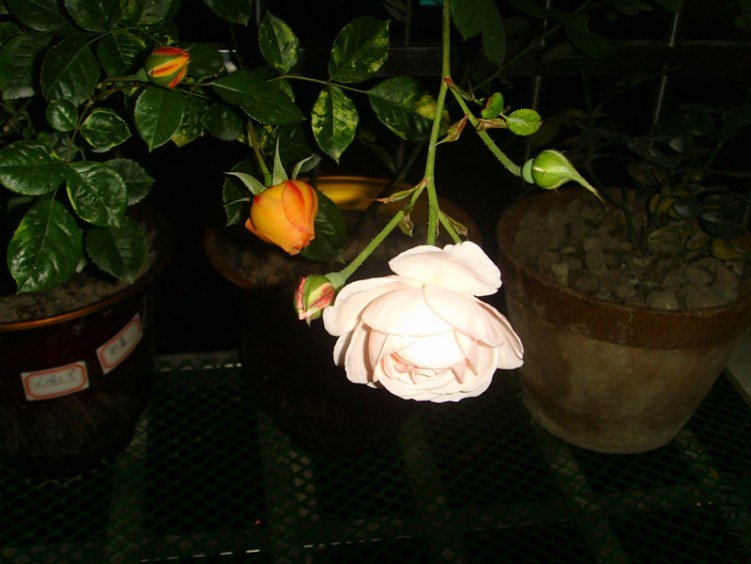 ssl27194_����.jpg