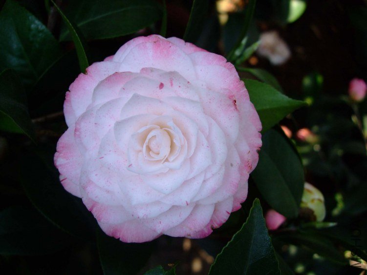 ������ 2012-4-6f 021.jpg