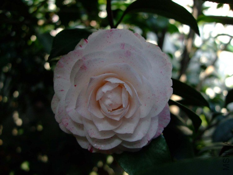 ������ 2012-4-6f 022.jpg