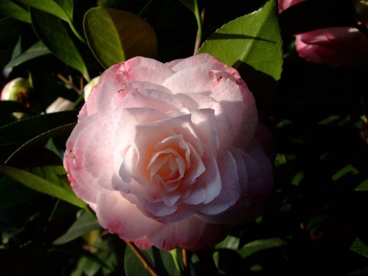 ������ 2012-4-6f 023.jpg