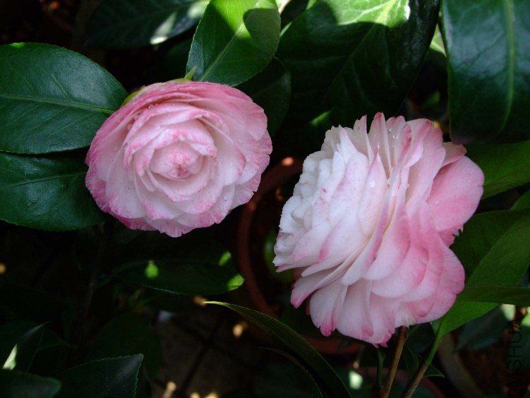 ������ 2012-4-6f 035.jpg