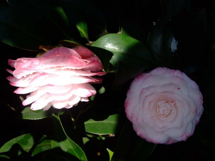 ������ 2012-4-6f 039.jpg