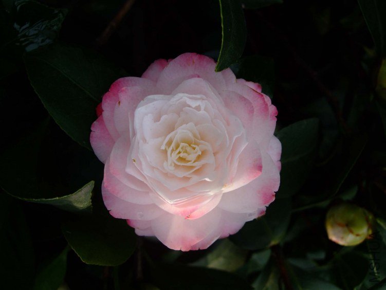 ������ 2012-4-6f 116.jpg