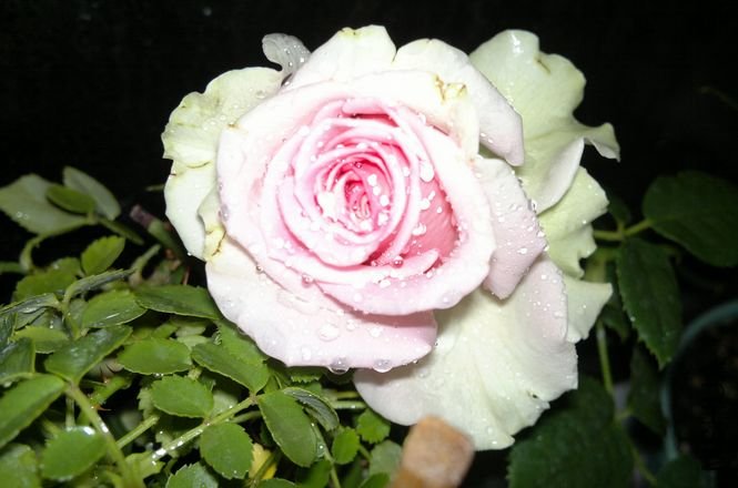 2012-03-31-.jpg