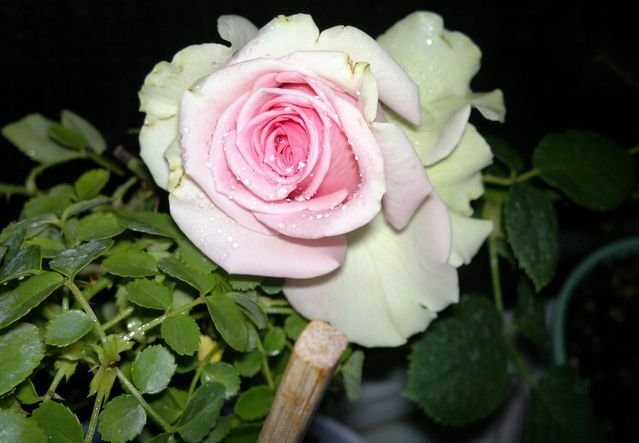 2012-03-31.jpg