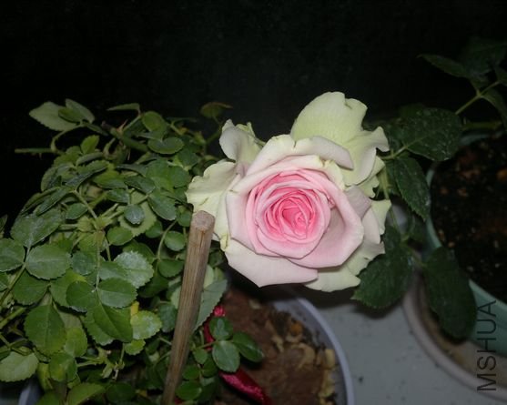 2012-04-01-1.jpg
