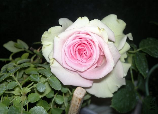 2012-04-01-02.jpg